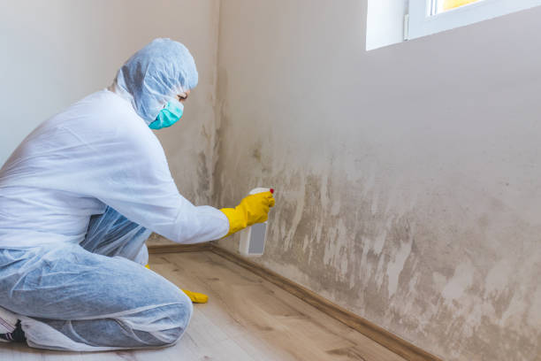 Licensed Mold Remediation service in Saint Francis, MN - WQB Mold Removal